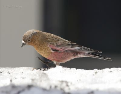 Brown-capped Rosy-Finch-6.jpg