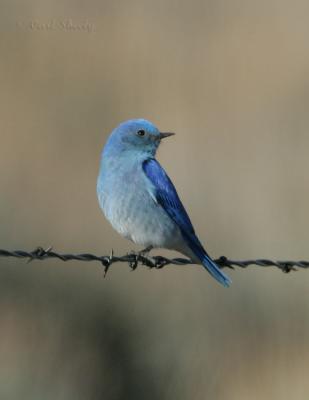 Mountain Bluebird-2.jpg