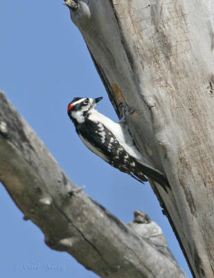 Downy Woodpecker-4.jpg