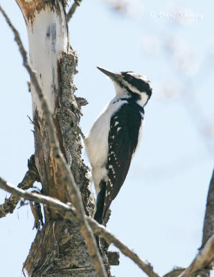 Hairy Woodpecker-1.jpg