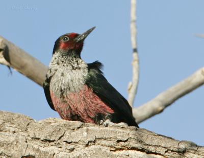 Lewis' Woodpecker