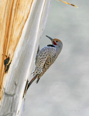 Red Shafted N Flicker-5.jpg