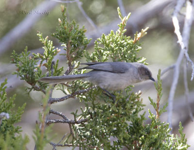 Bushtit-4.jpg