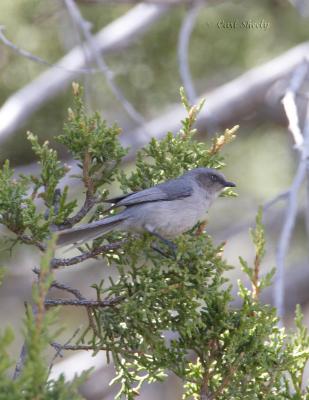 Bushtit-5.jpg
