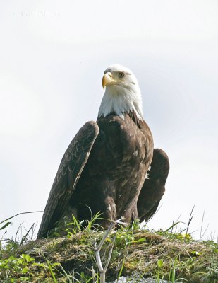 American Bald Eagle_2.jpg