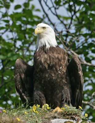 American Bald Eagle_3.jpg