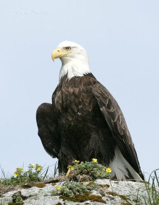 American Bald Eagle_4.jpg