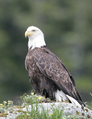 American Bald Eagle_5.jpg