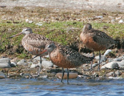 Hudsonian Godwits