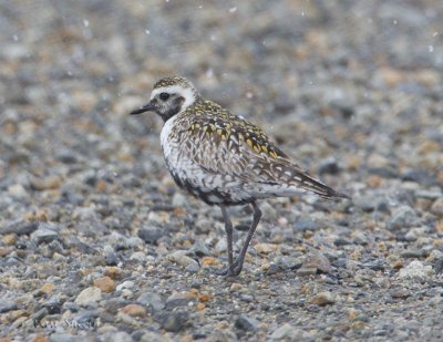 Pacific Golden Plover_6.jpg