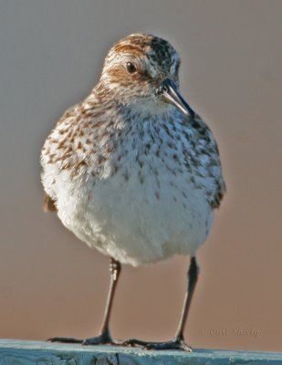 Semipalmated Sandpiper_3.jpg