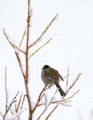 Golden-crowned Sparrow_1.jpg