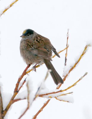 Golden-crowned Sparrow_2.jpg