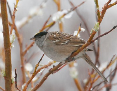 Golden-crowned Sparrow_3.jpg