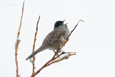Golden-crowned Sparrow_4.jpg