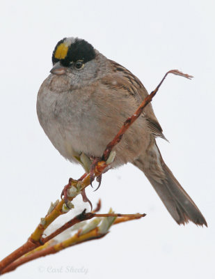 Golden-crowned Sparrow_5.jpg