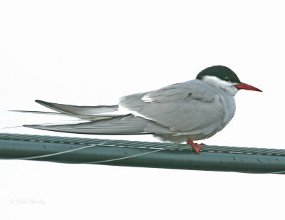 ArcticTern-2.jpg