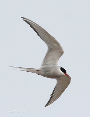 Arctic Tern