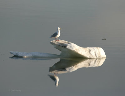 Glaucous Gull_1.jpg