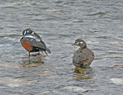 Harlequin Ducks.jpg