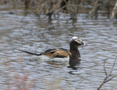 Long-tailed Duck_1.jpg