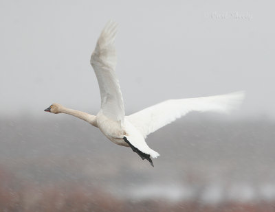 Tundra Swan_3.jpg