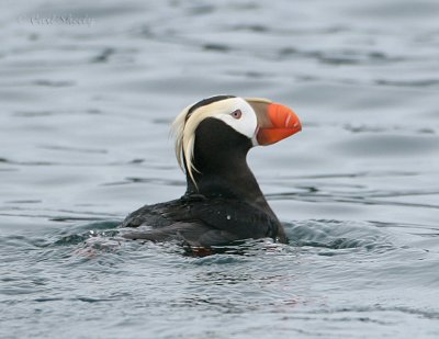 Tufted Puffin_2.jpg