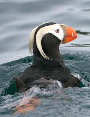 Tufted Puffin_3.jpg