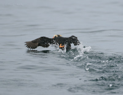 Tufted Puffin-take off.jpg