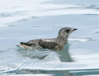 Kittlitz's Murrelet