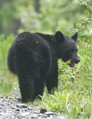 BlackBear-1.jpg