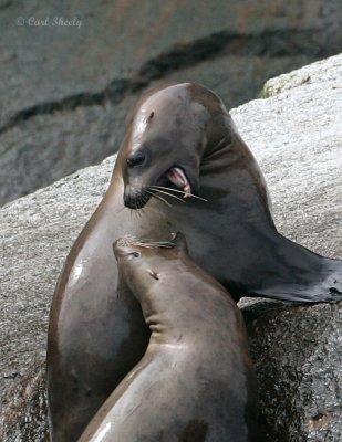 Eared Seal Conflict.jpg