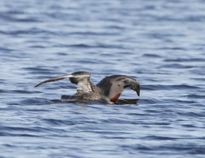 Red-throated Loon_6.jpg