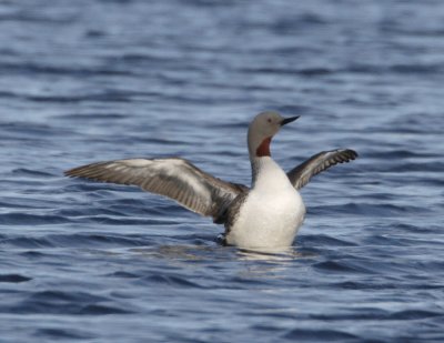 Red-throated Loon_7.jpg