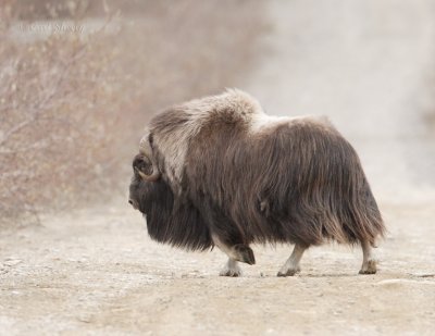 Muskox_3.jpg