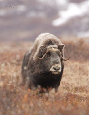 Muskox_5.jpg