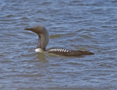 Pacific Loon