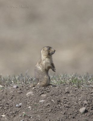 Black-tailed Prairiedog.jpg