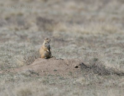 Black-tailed Prairiedog-2.jpg