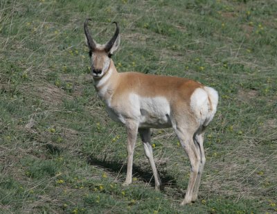Pronghorn-1.jpg