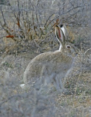 Whitetail  Jackrabbit.jpg