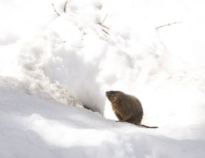 Yellow-bellied Marmot.jpg