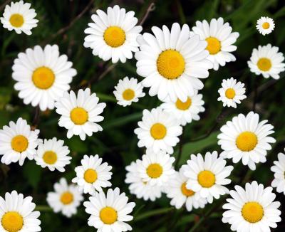 Digital Daisies