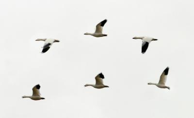 Flight Formation