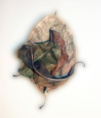 Leaves