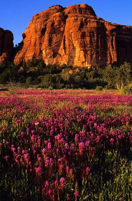 Owl Clover-Sedona Outback-Arizona