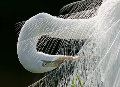 Great Egrets