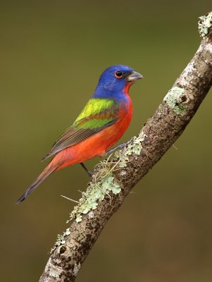 Painted Bunting