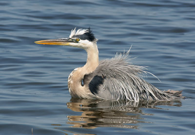 Bathing beauty