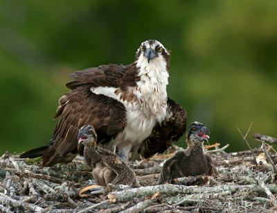 Mom and the kids